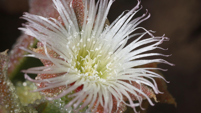 Ice Plant featured image