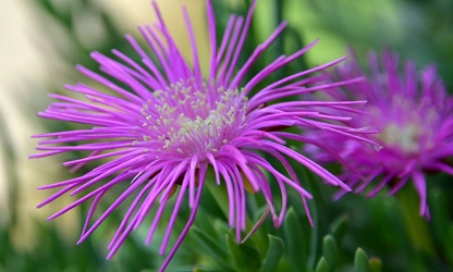 Ice Plant flowers-gallery-1