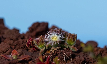 Ice Plant flowers-gallery-10
