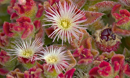 Ice Plant flowers-gallery-11