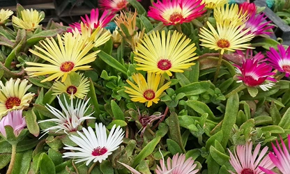Ice Plant flowers-gallery-12