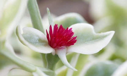 Ice Plant flowers-gallery-13