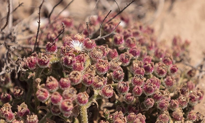 Ice Plant flowers-gallery-14