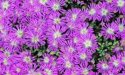 Ice Plant flowers-gallery-15