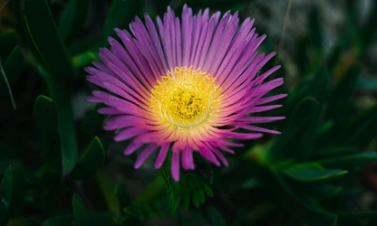 Ice Plant flowers-gallery-16