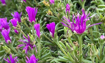 Ice Plant flowers-gallery-17