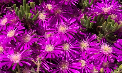 Ice Plant flowers-gallery-2