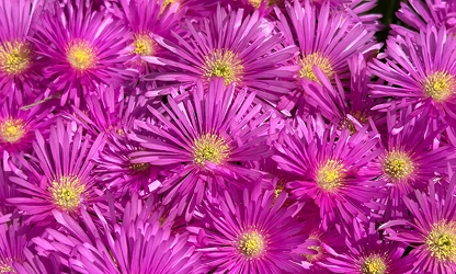 Ice Plant flowers-gallery-3