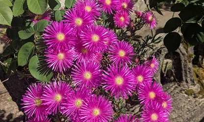 Ice Plant flowers-gallery-4