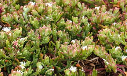 Ice Plant flowers-gallery-5