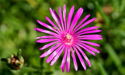 Ice Plant flowers-gallery-6