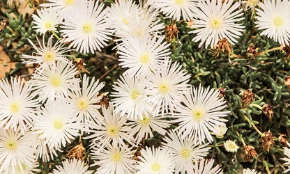 Ice Plant flowers-gallery-7