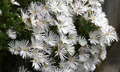 Ice Plant flowers-gallery-8
