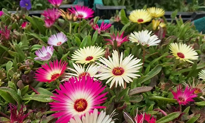 Ice Plant flowers-gallery-9