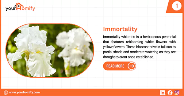 Immortality white iris