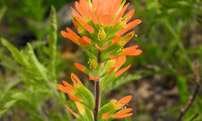 Indian Paintbrush flowers-gallery-1