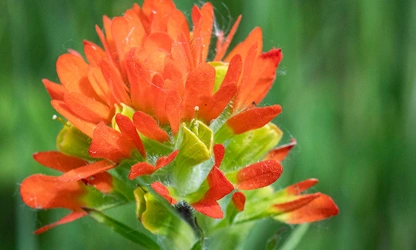 Indian Paintbrush flowers-gallery-10
