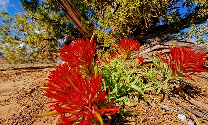 Indian Paintbrush flowers-gallery-11