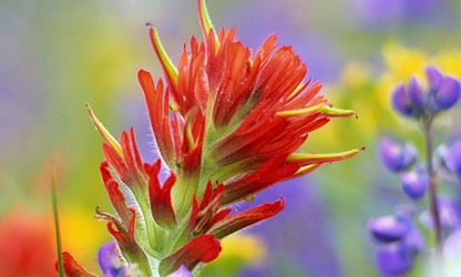 Indian Paintbrush flowers-gallery-12
