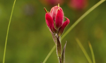 Indian Paintbrush flowers-gallery-13