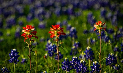 Indian Paintbrush flowers-gallery-14