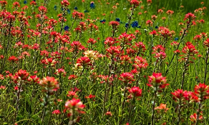 Indian Paintbrush flowers-gallery-15