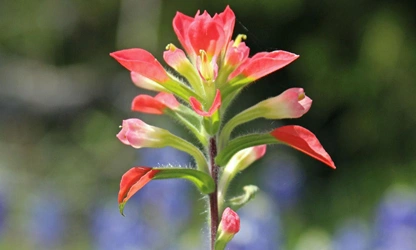 Indian Paintbrush flowers-gallery-2