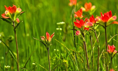 Indian Paintbrush flowers-gallery-3