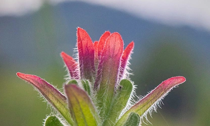 Indian Paintbrush flowers-gallery-4