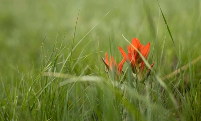 Indian Paintbrush flowers-gallery-5