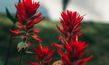 Indian Paintbrush flowers-gallery-6