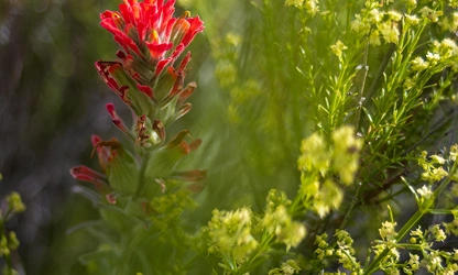 Indian Paintbrush flowers-gallery-7