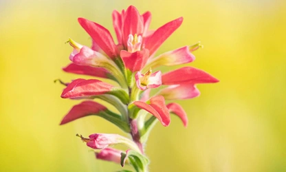 Indian Paintbrush flowers-gallery-8