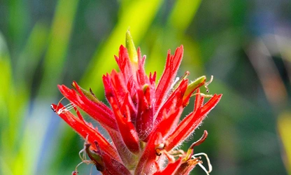 Indian Paintbrush flowers-gallery-9