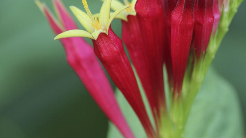 Indian Pink featured image