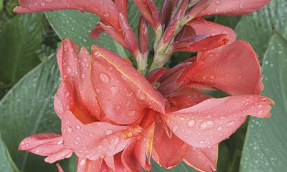 Indian Shot (Canna) flowers-gallery-1