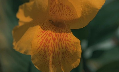 Indian Shot (Canna) flowers-gallery-10