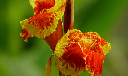 Indian Shot (Canna) flowers-gallery-11