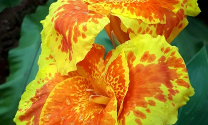 Indian Shot (Canna) flowers-gallery-12