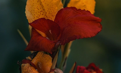 Indian Shot (Canna) flowers-gallery-13
