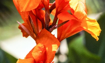 Indian Shot (Canna) flowers-gallery-14