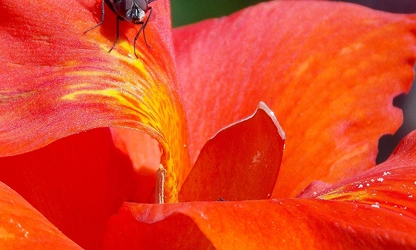 Indian Shot (Canna) flowers-gallery-15