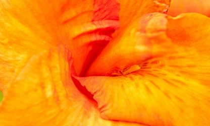 Indian Shot (Canna) flowers-gallery-16