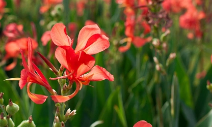 Indian Shot (Canna) flowers-gallery-2