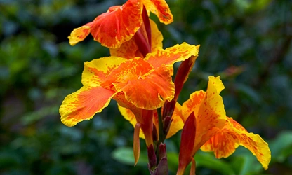 Indian Shot (Canna) flowers-gallery-3