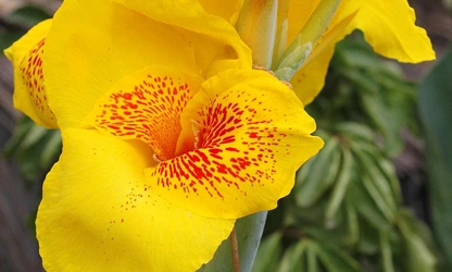 Indian Shot (Canna) flowers-gallery-4