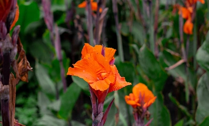 Indian Shot (Canna) flowers-gallery-5