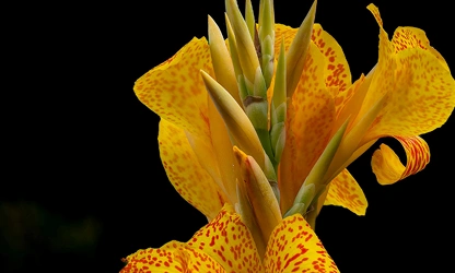 Indian Shot (Canna) flowers-gallery-6