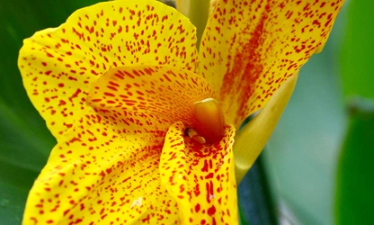Indian Shot (Canna) flowers-gallery-7