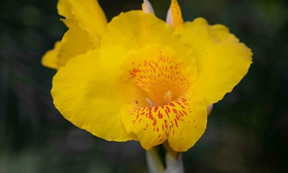Indian Shot (Canna) flowers-gallery-8